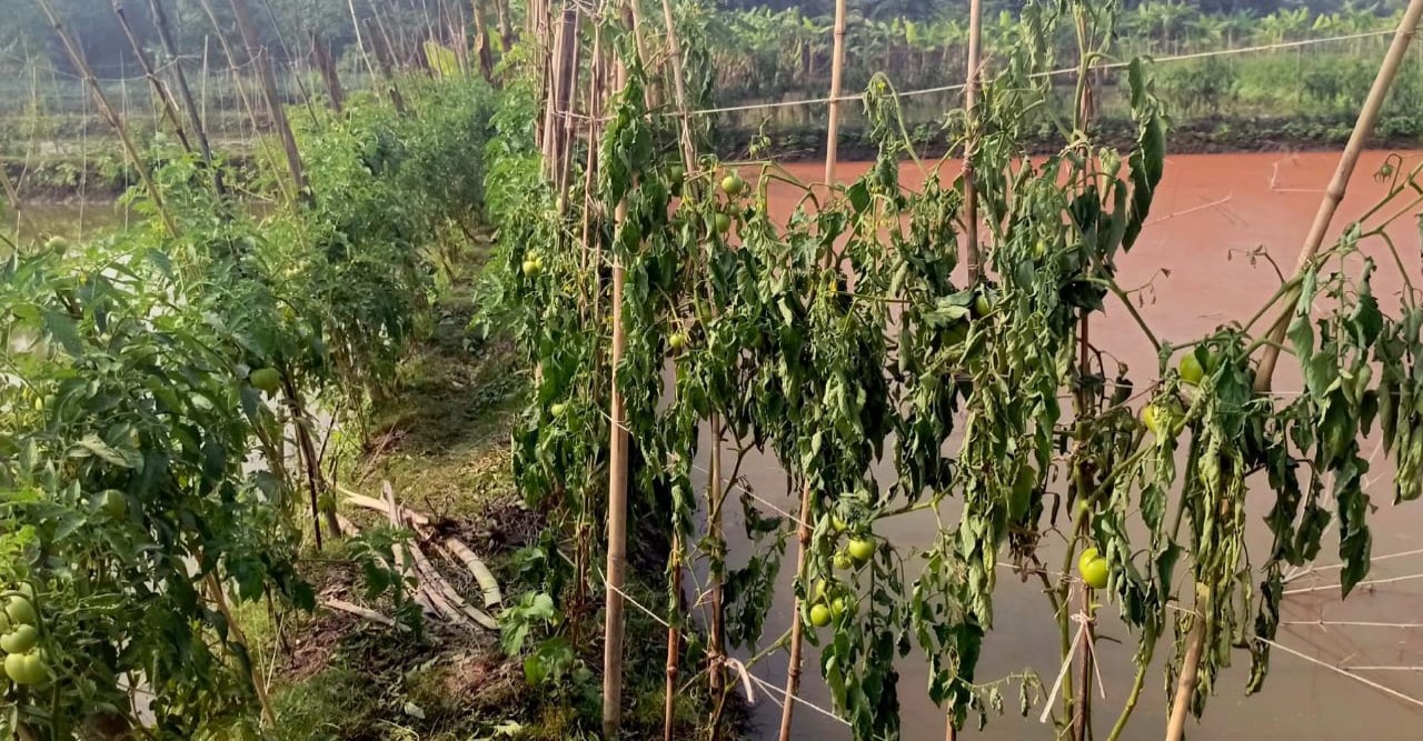 ফকিরহাটে কৃষকের ৭০০ টমেটো গাছ কেটে দিয়েছে দুর্বৃত্তরা