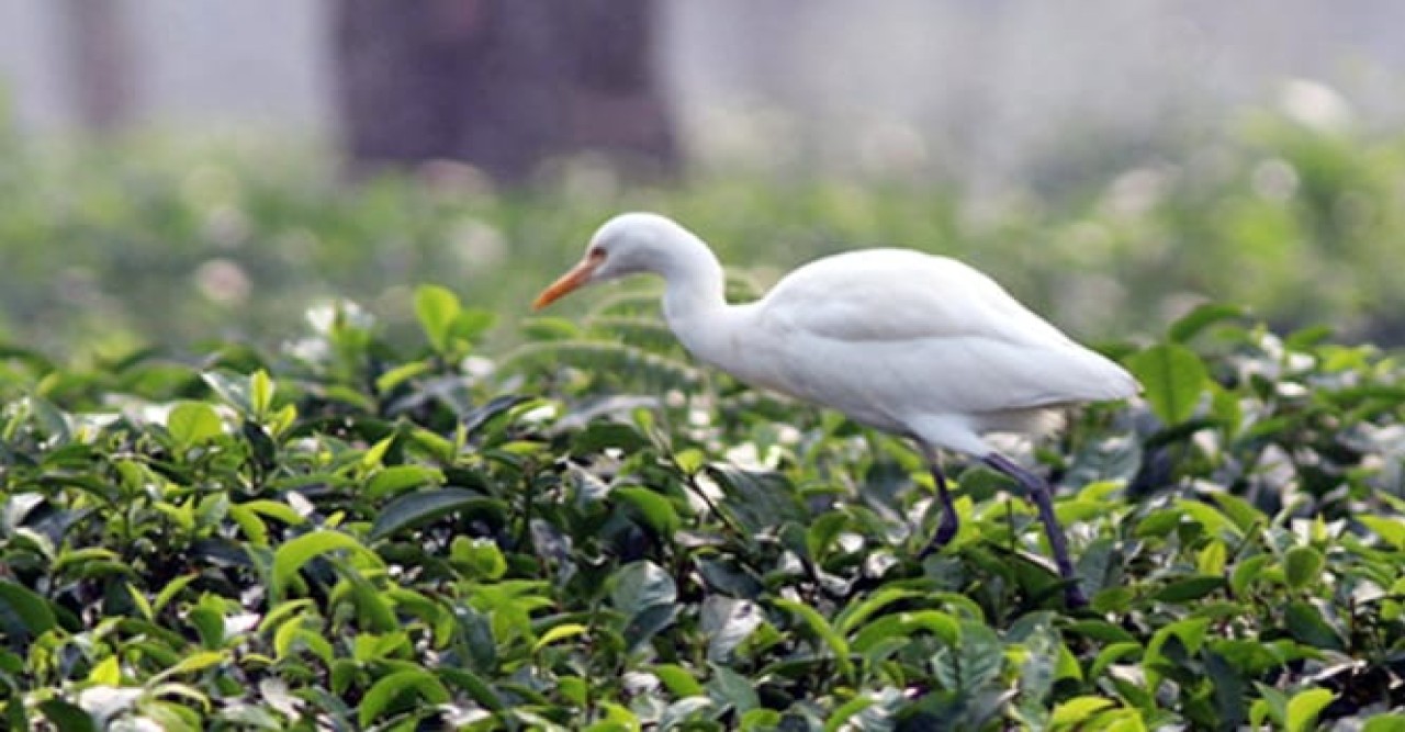 চা বাগানে বিলের পাখি