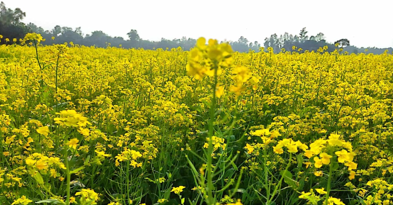 নাগরপুরে ক্ষেতজুড়ে শোভা ছড়াচ্ছে সরিষা ফুল; ভীর করছেন বিনোদন প্রেমিরা