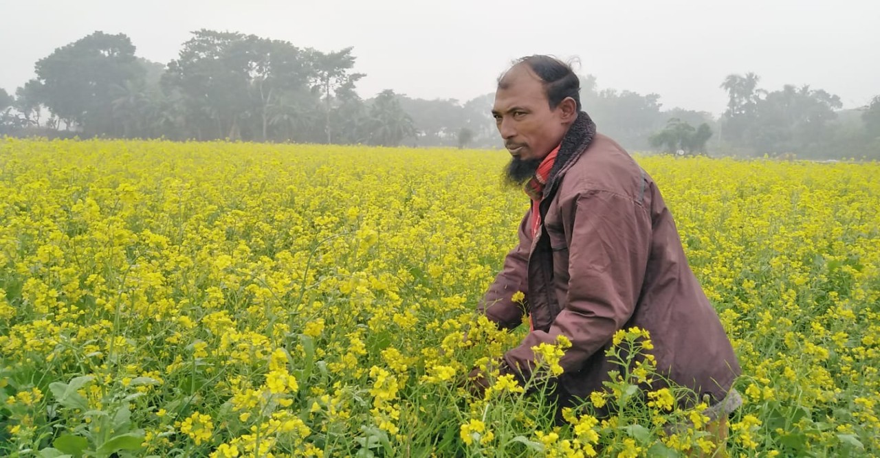 হোসেনপুরে মন জুড়ানো সরিষা খেত: কৃষকের মুখে হলুদ হাসি