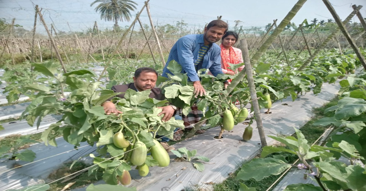 ফকিরহাটে বারি-১২ জাতের উচ্চফলনশীল