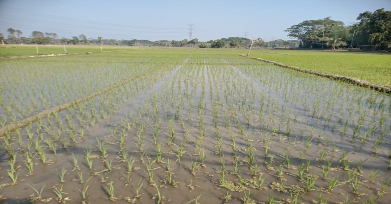 ফকিরহাটে ৮৫১৯ হেক্টর জমিতে বোরো'র আবাদ