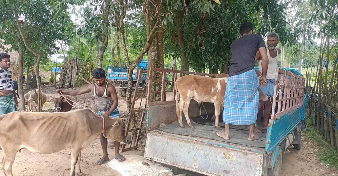 মিরসরাইয়ে রাতের আধাঁরে সীমান্ত দিয়ে অবাধে ডুকছে ভারতীয় গরু