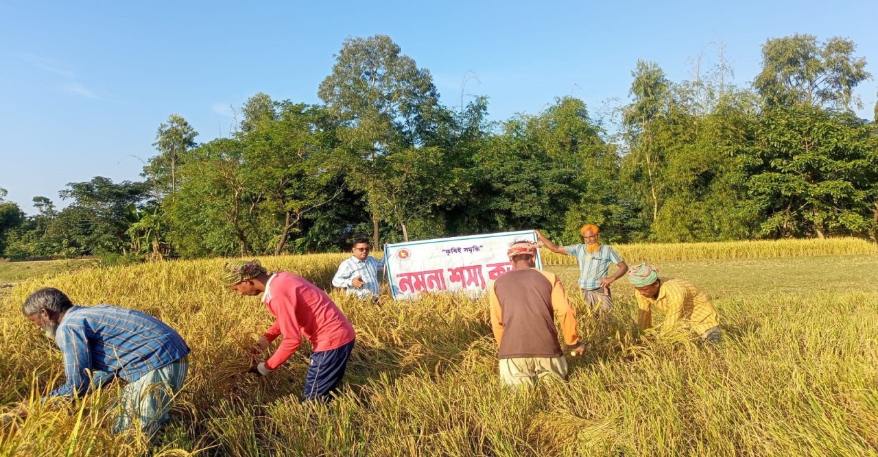 সুনামগঞ্জে আমন বাম্পার ফলনে বোরো চাষে আগ্রহ বেড়েছে কৃষকের