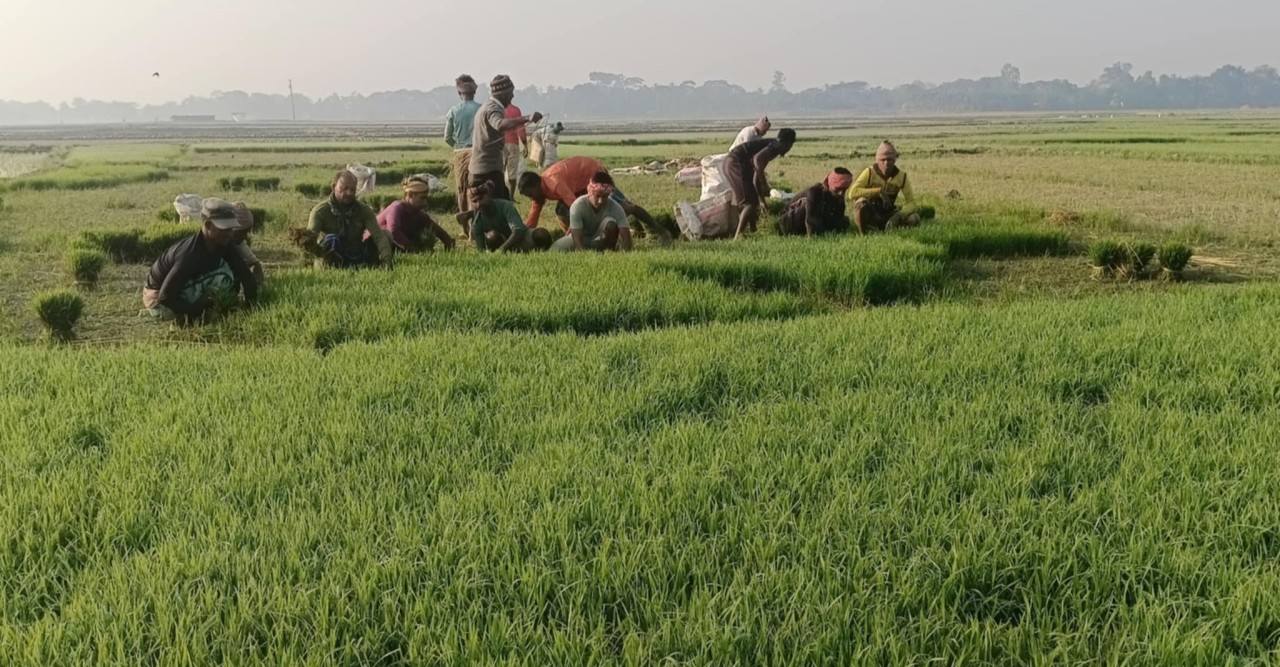 বোরো আবাদে ব্যস্ত হাওরাঞ্চলের কৃষকরা