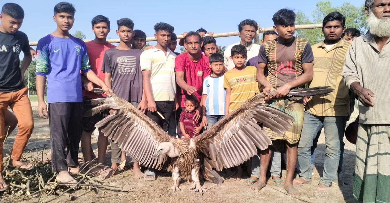 কুড়িগ্রামে বিরল শকুন উদ্ধার, দেখতে জনতার ভিড়