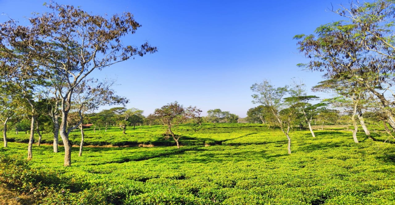 বিলুপ্তির পথে ঐতিহ্যবাহী ❝দেশওয়ালী❞ ভাষা