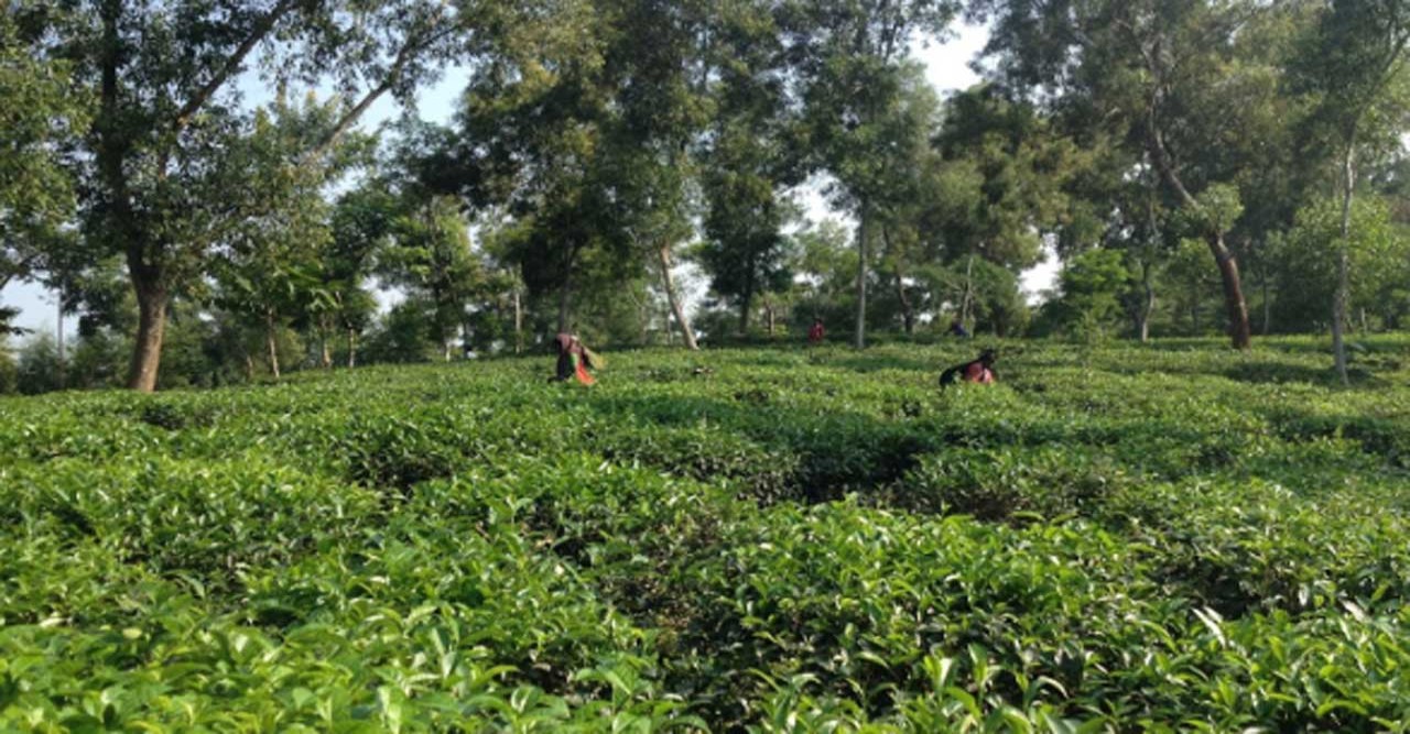 শ্রীমঙ্গলে দেশের সর্বনিম্ন তাপমাত্রার রের্কড