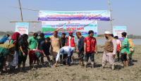 সুগন্ধার চরে ‘চর বিহঙ্গ’ ম্যানগ্রোভ বনায়নে ১০ হাজার গাছের চারা রোপণ