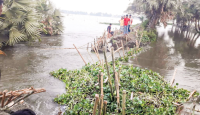 বাঁধ ভেঙে প্লাবিত ফসলি জমি