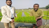 হোসেনপুরে ট্রে’ বীজতলা পদ্ধতিতে কৃষকের ব্যাপক সাড়া