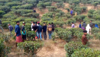 চা বাগান থেকে কিশোরীর গলা কাটা মরদেহ উদ্ধার